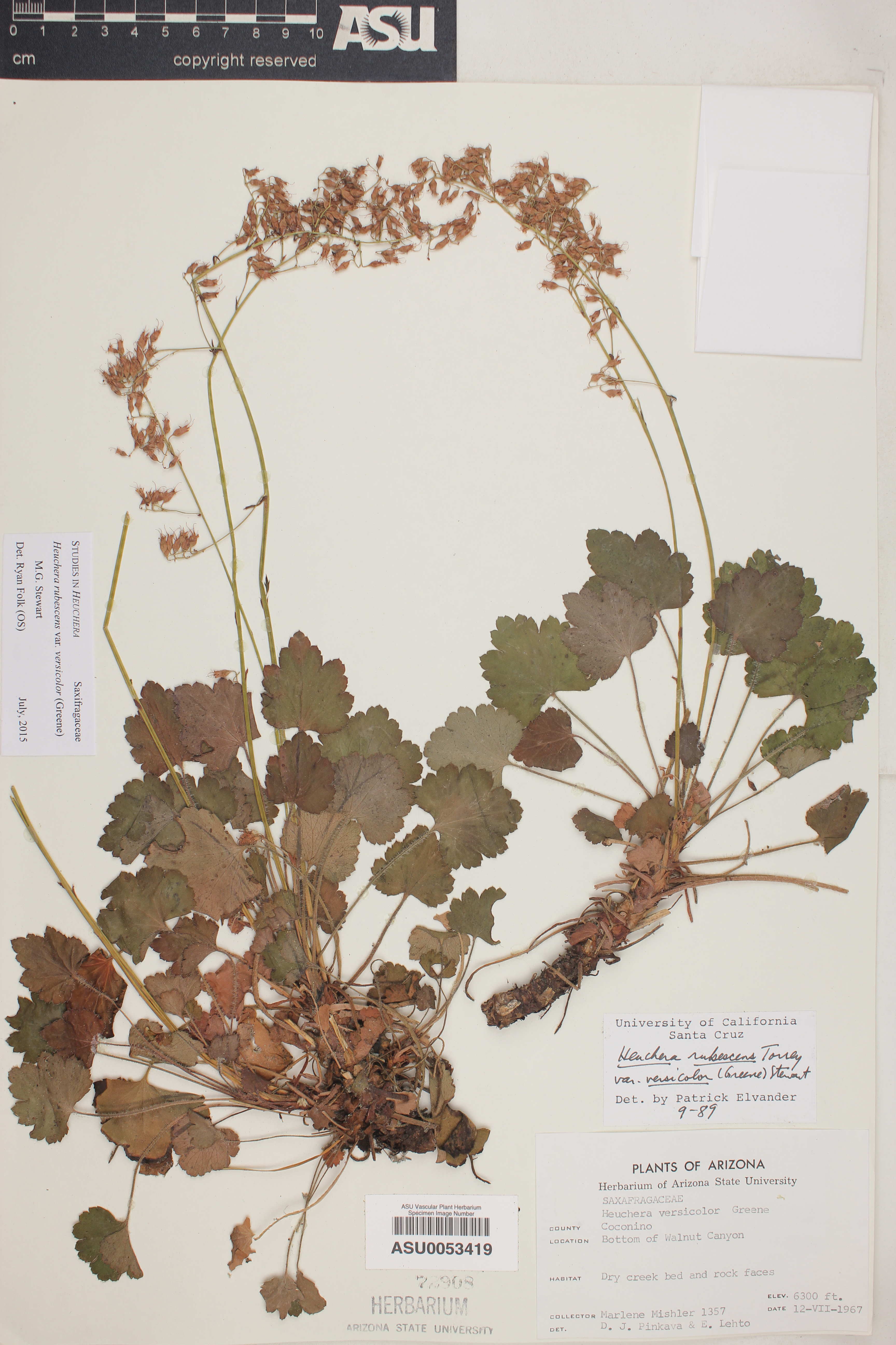 Heuchera rubescens var. versicolor image