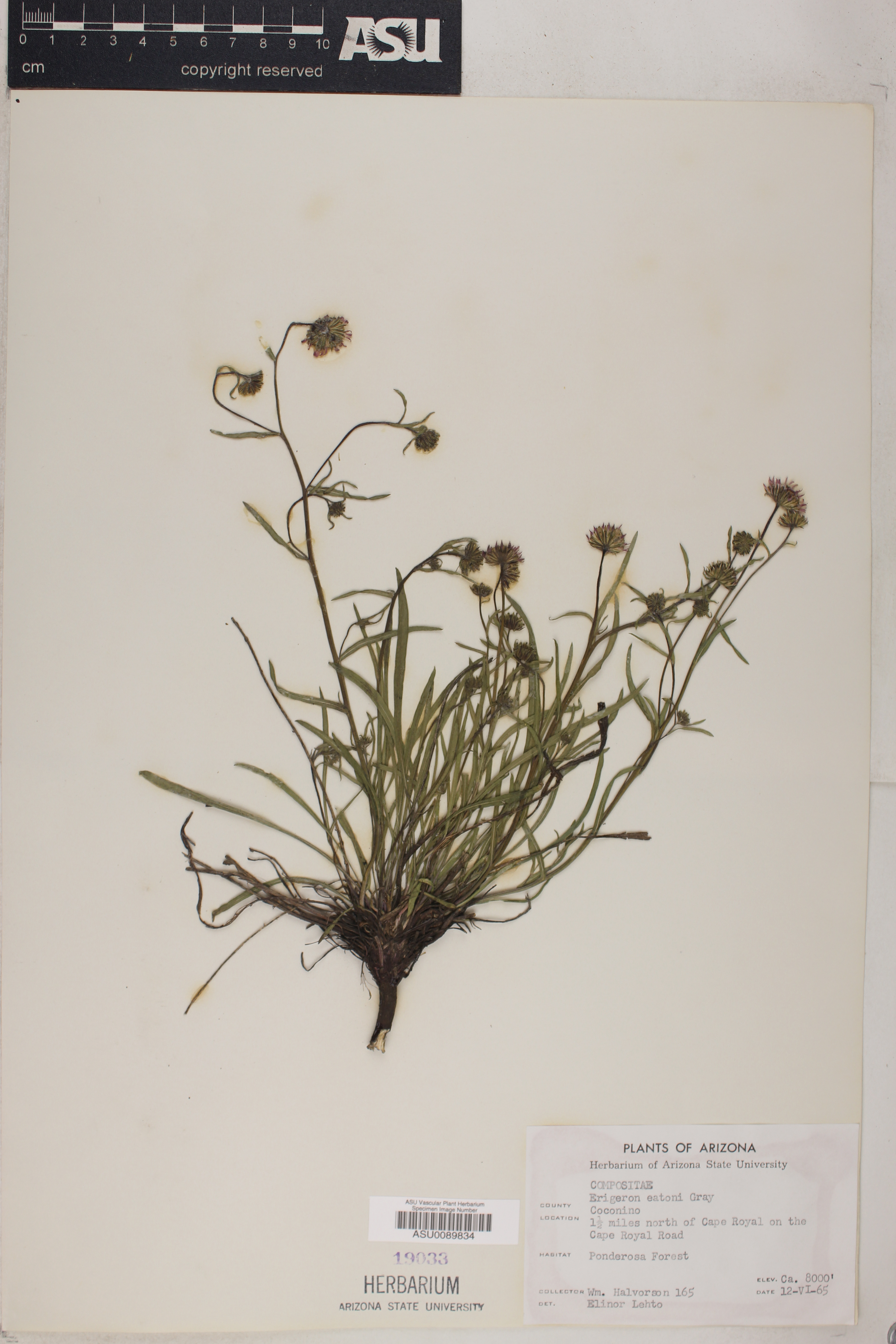 Erigeron eatonii image