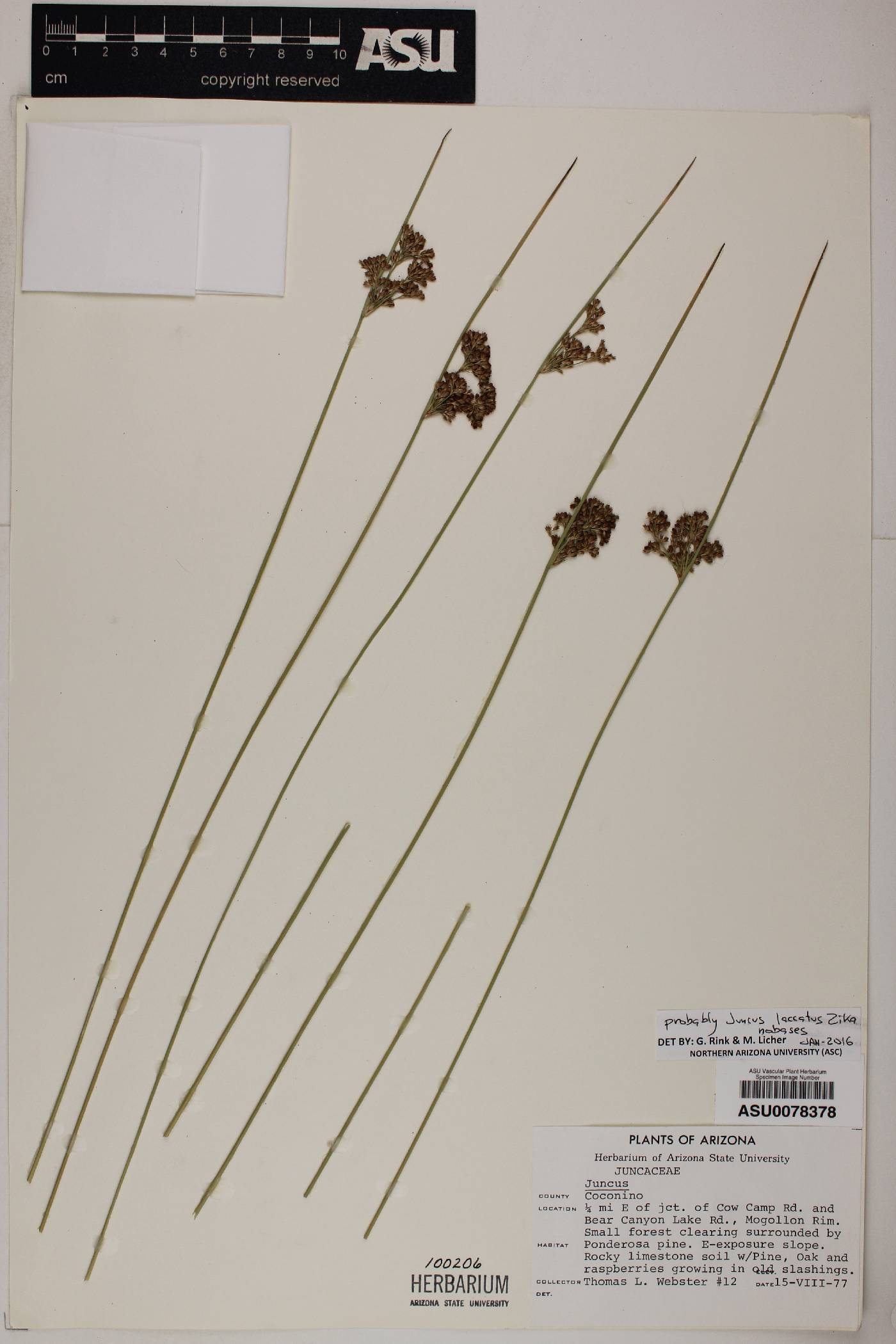 Juncus laccatus image