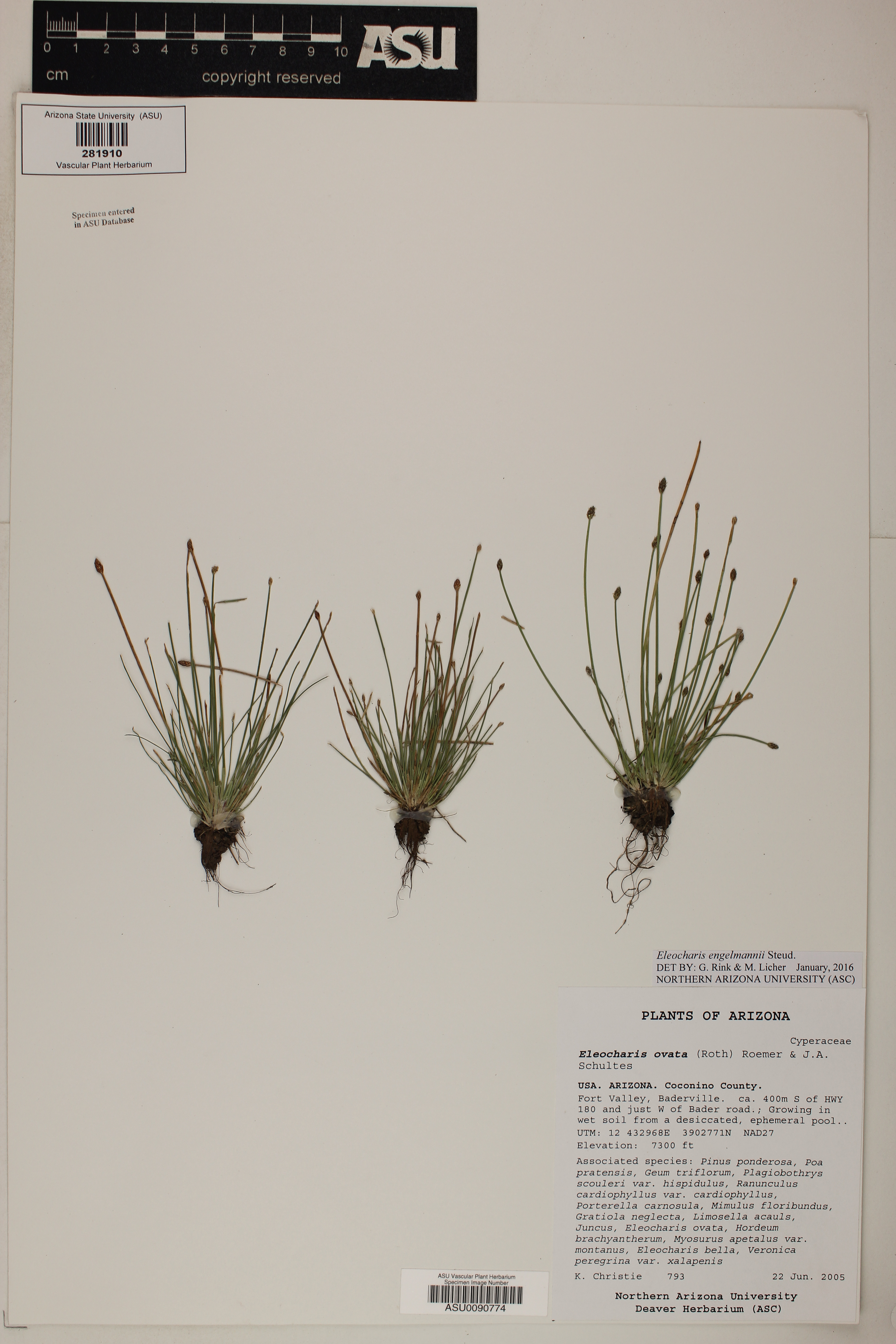 Eleocharis engelmannii image