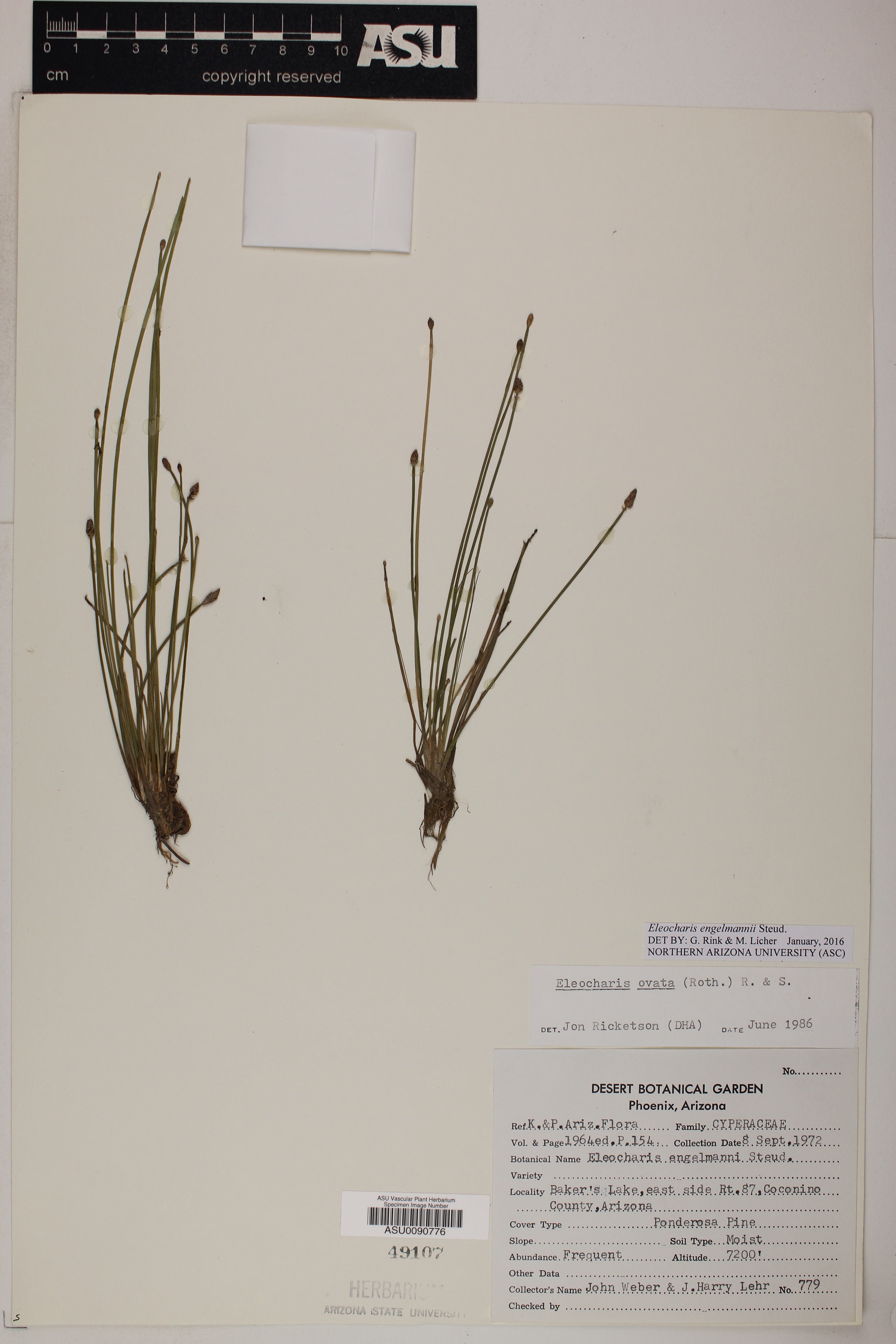 Eleocharis engelmannii image