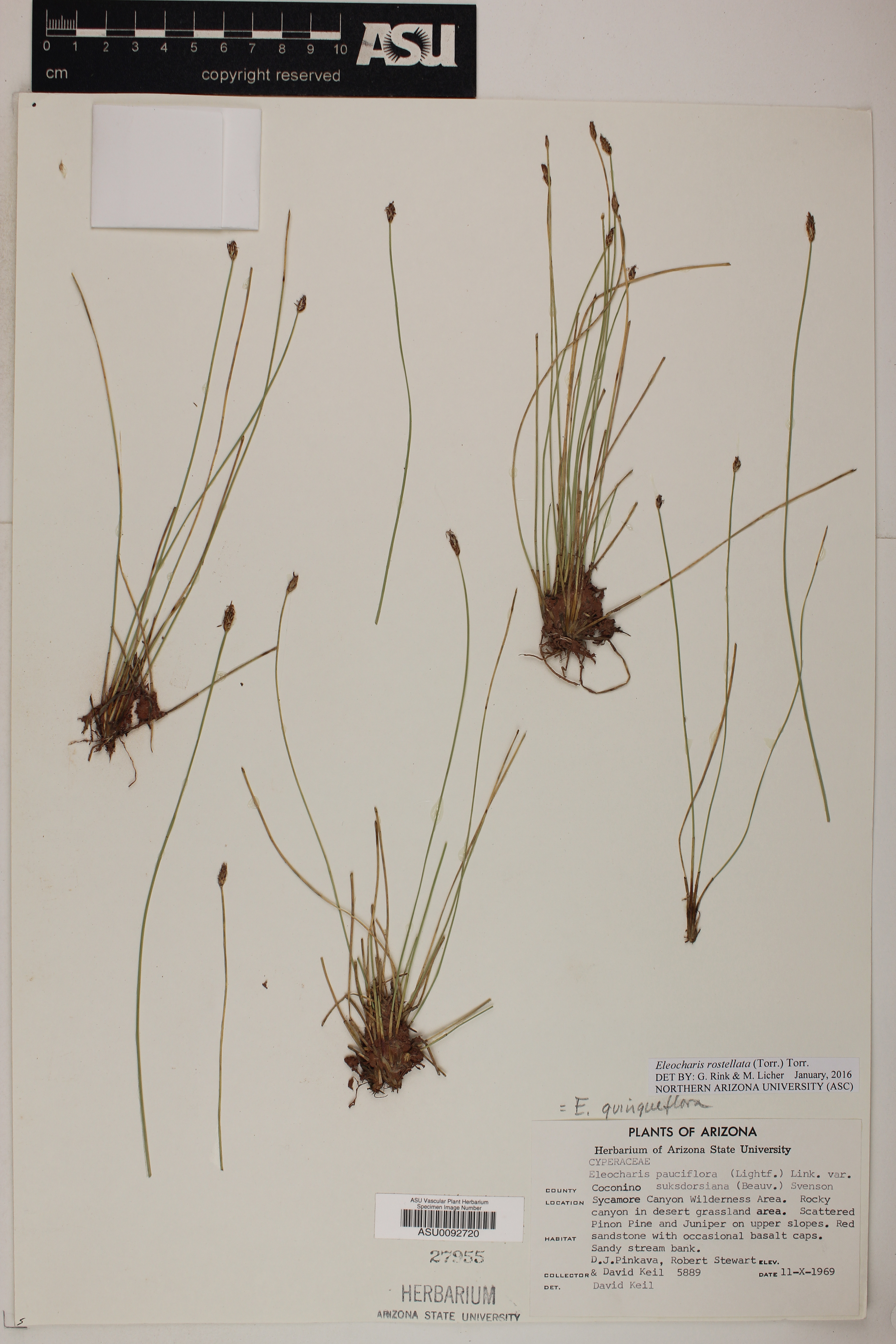 Eleocharis rostellata image