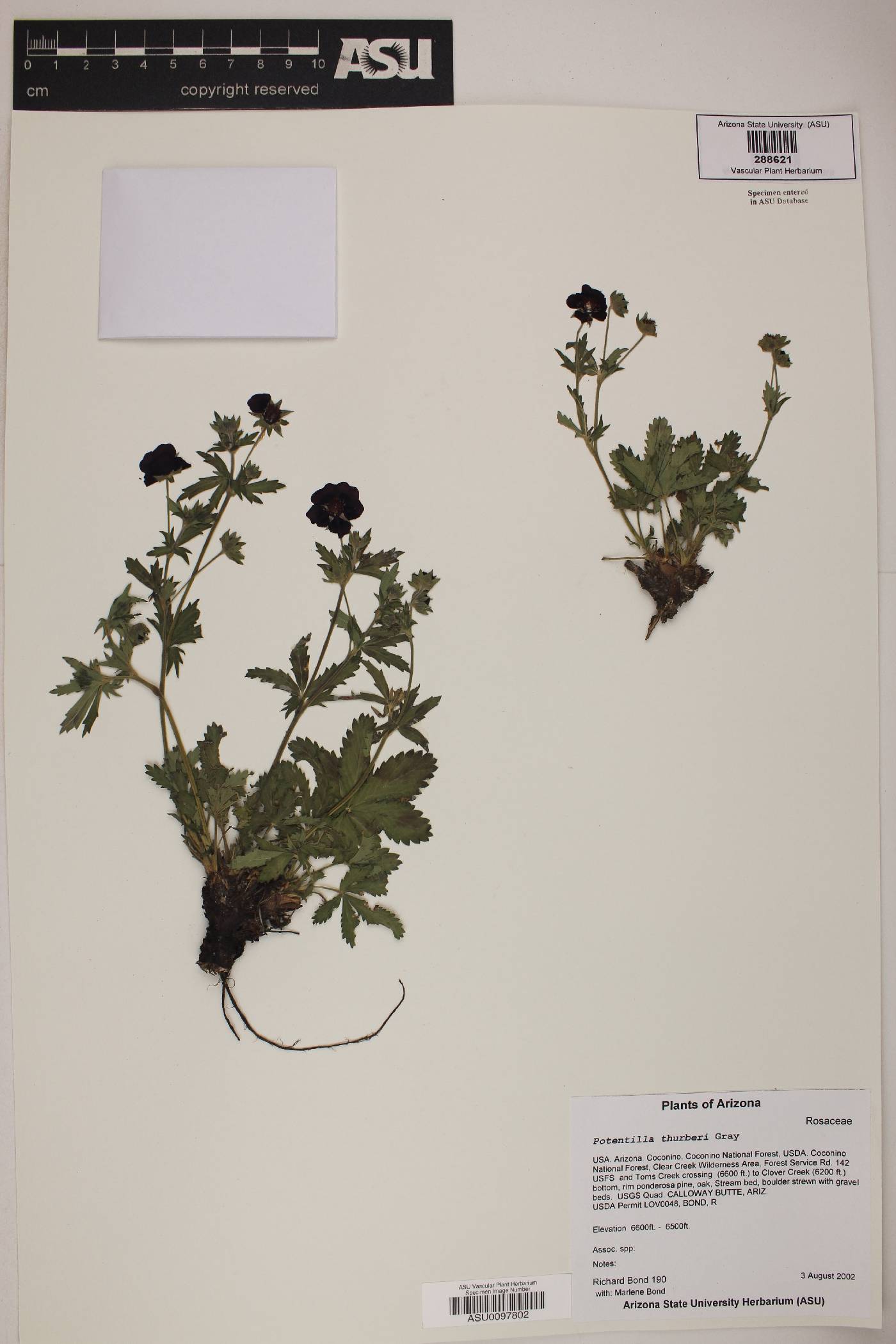 Potentilla thurberi var. thurberi image