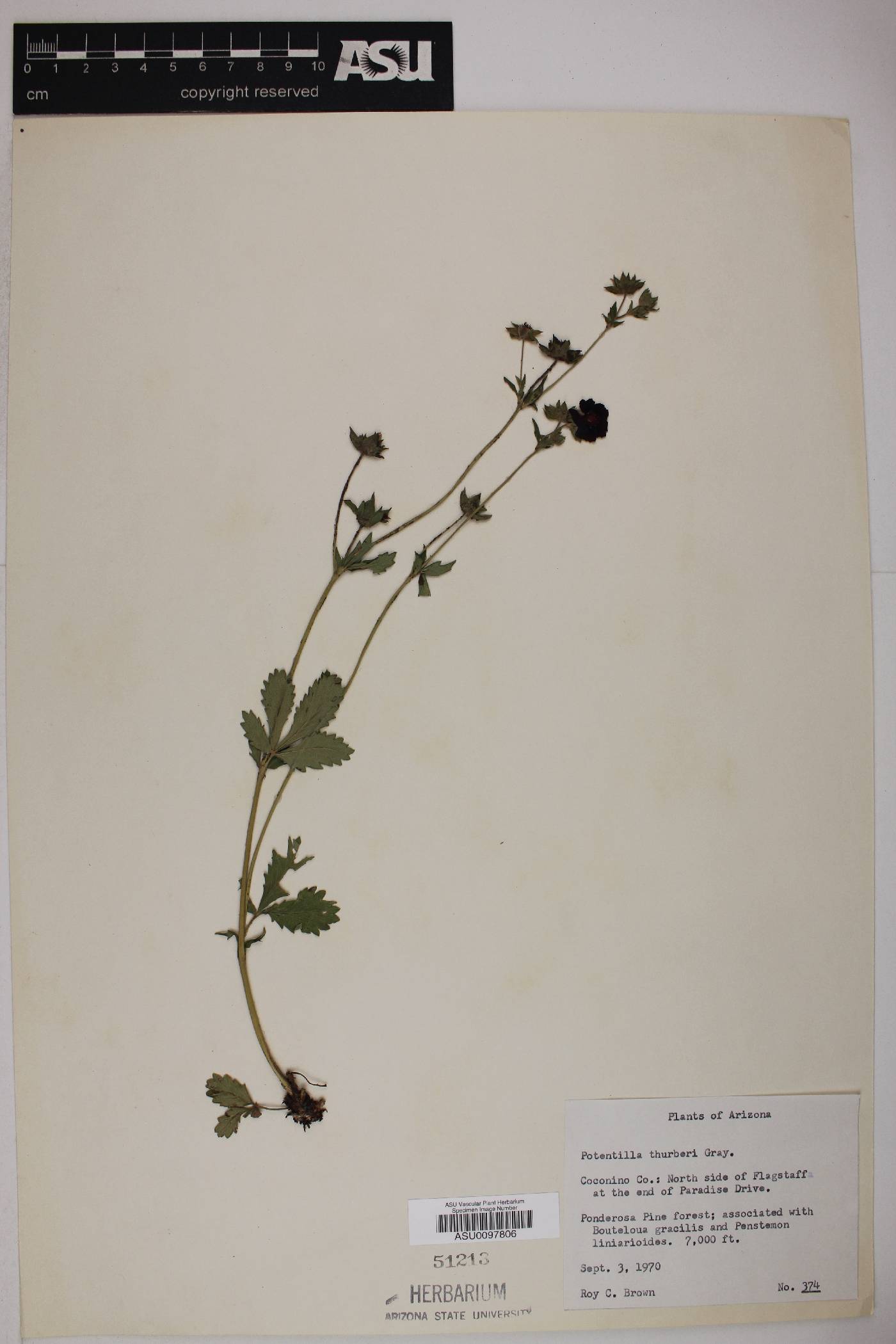 Potentilla thurberi var. thurberi image