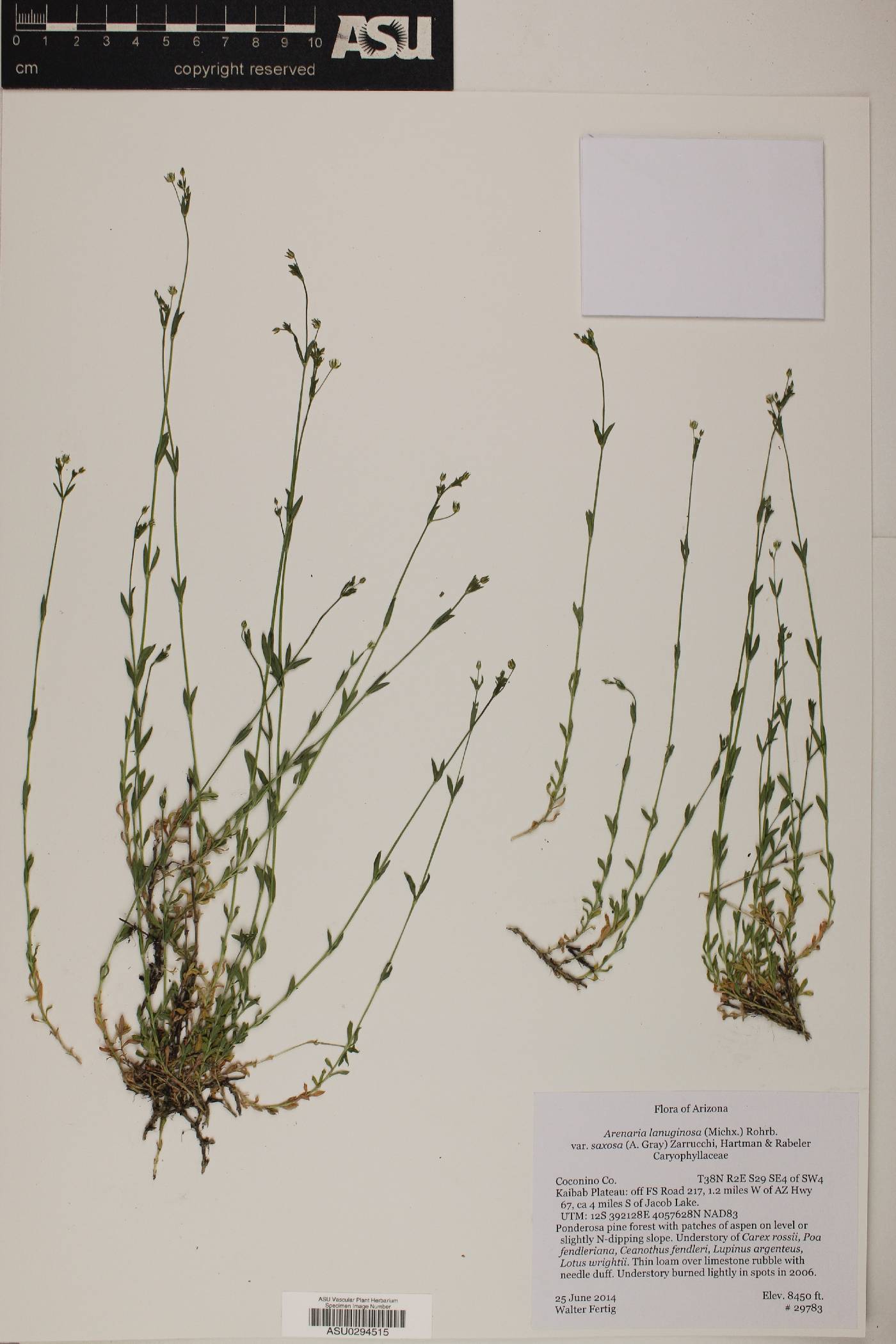 Arenaria lanuginosa var. saxosa image