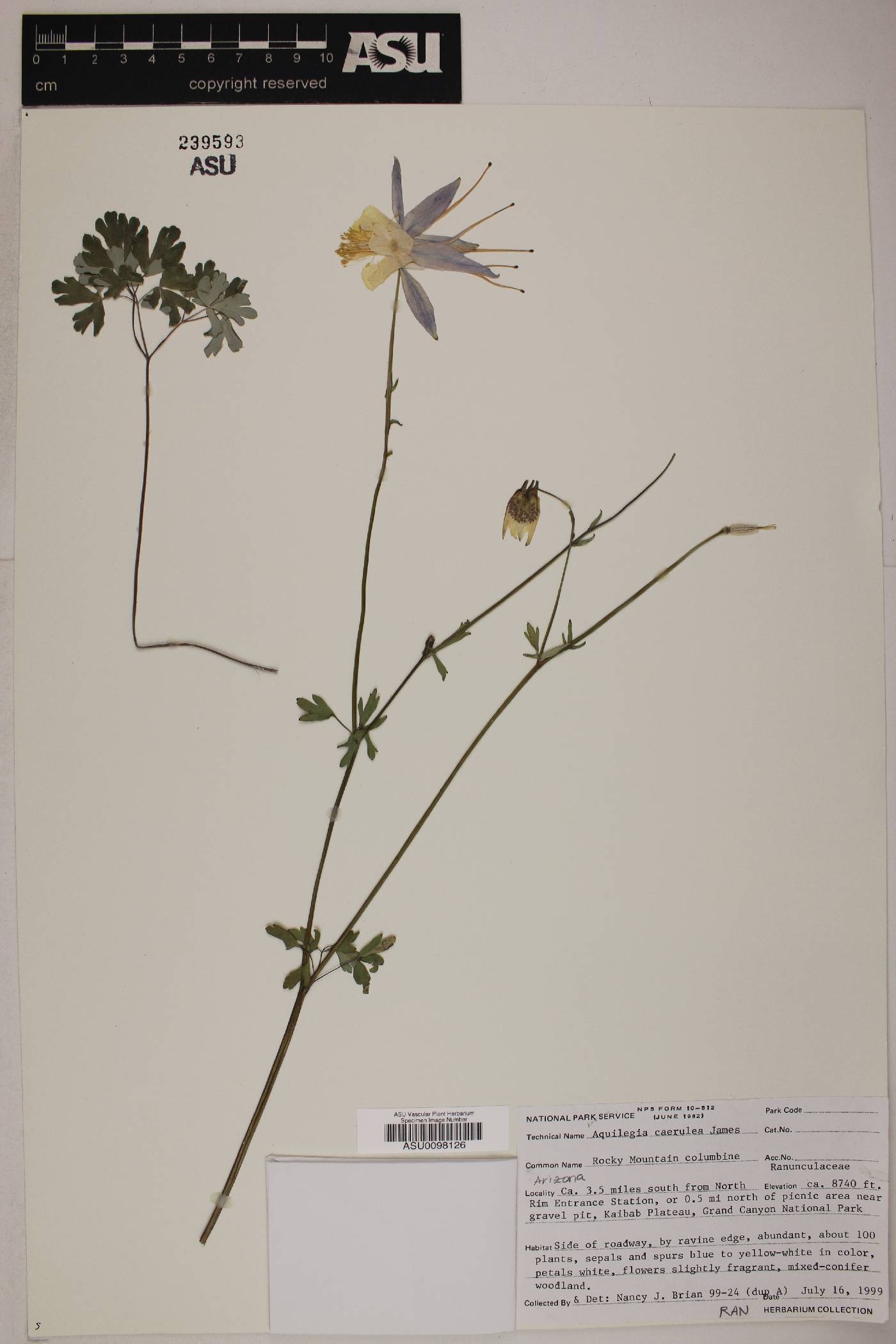 Aquilegia coerulea image