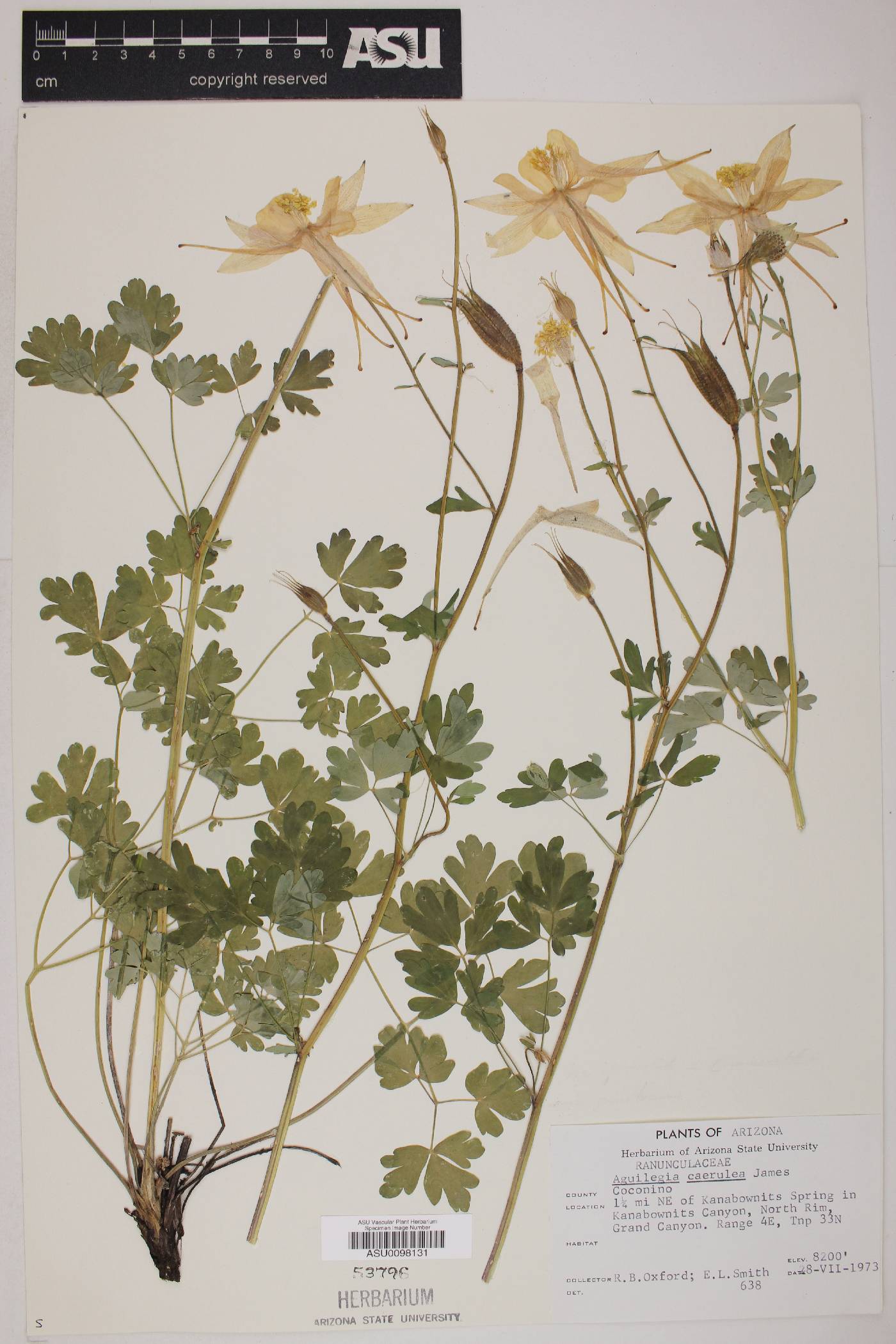 Aquilegia coerulea image