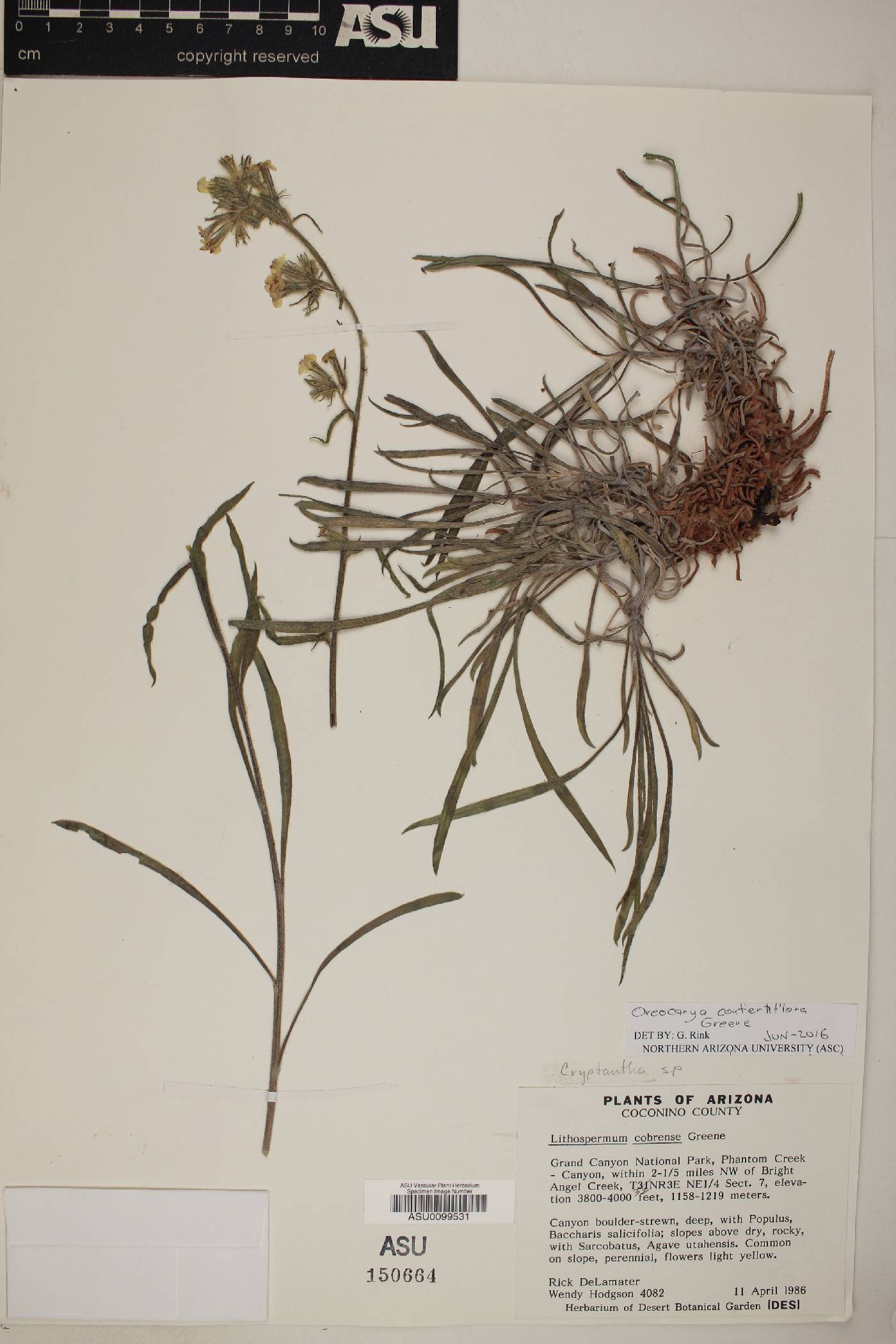 Cryptantha confertiflora image