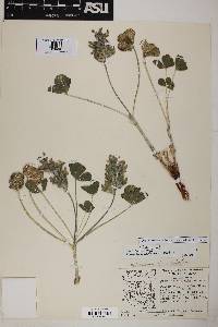 Image of Pediomelum retrorsum
