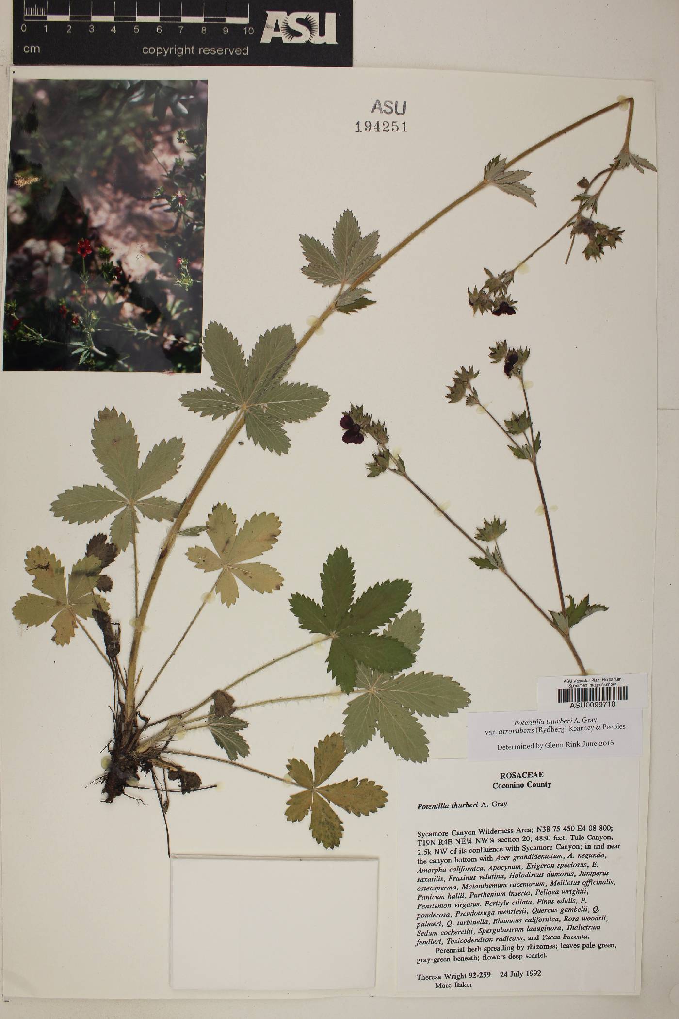 Potentilla thurberi var. atrorubens image