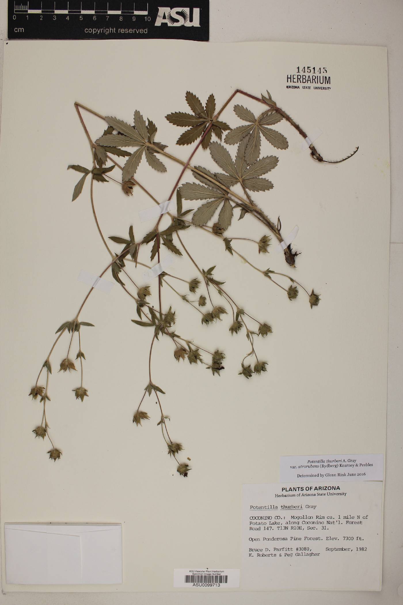 Potentilla thurberi var. atrorubens image