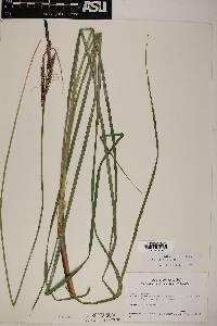 Carex senta image