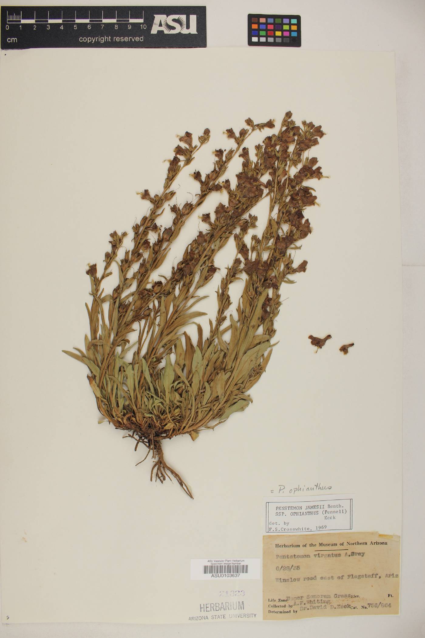 Penstemon ophianthus image