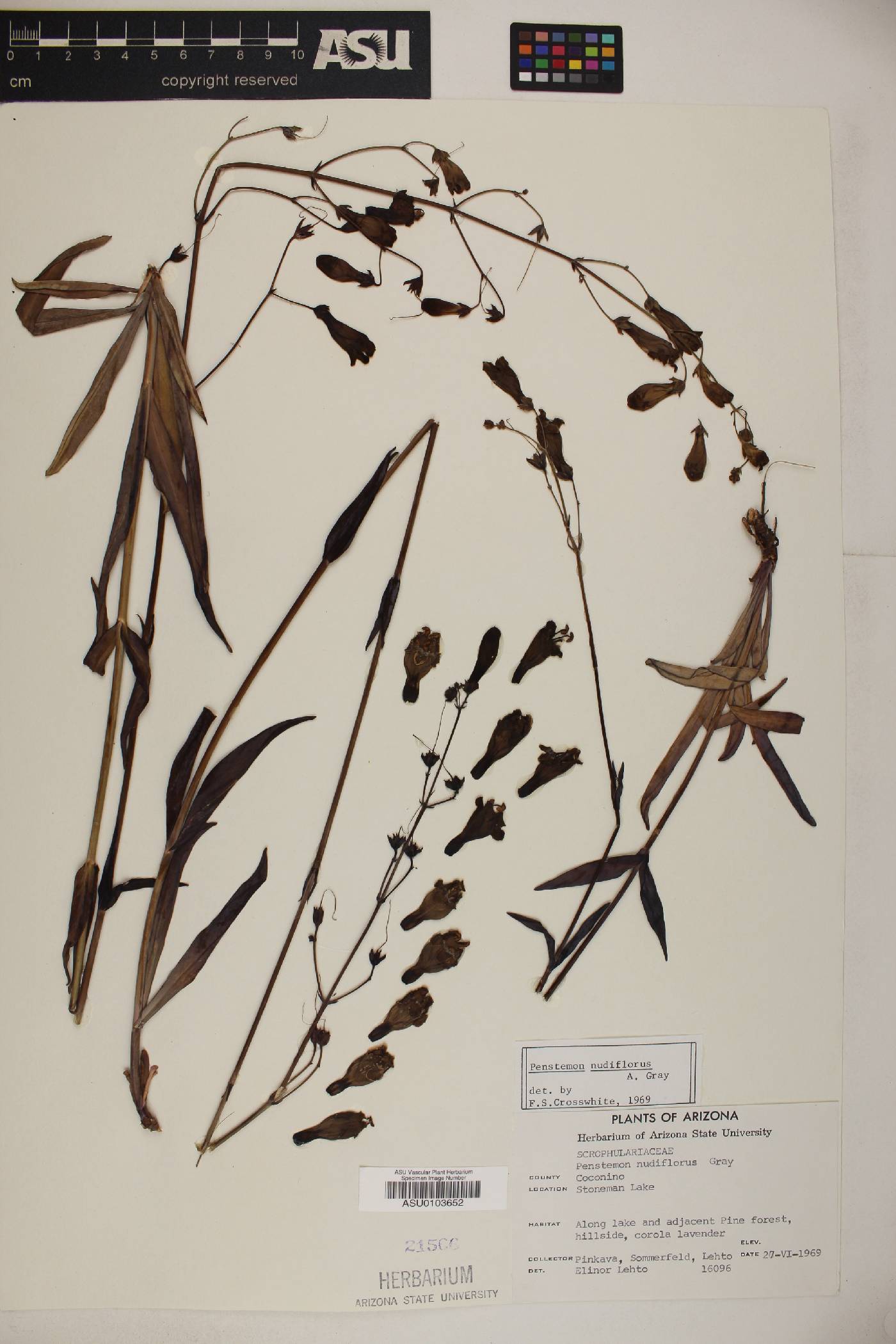 Penstemon nudiflorus image