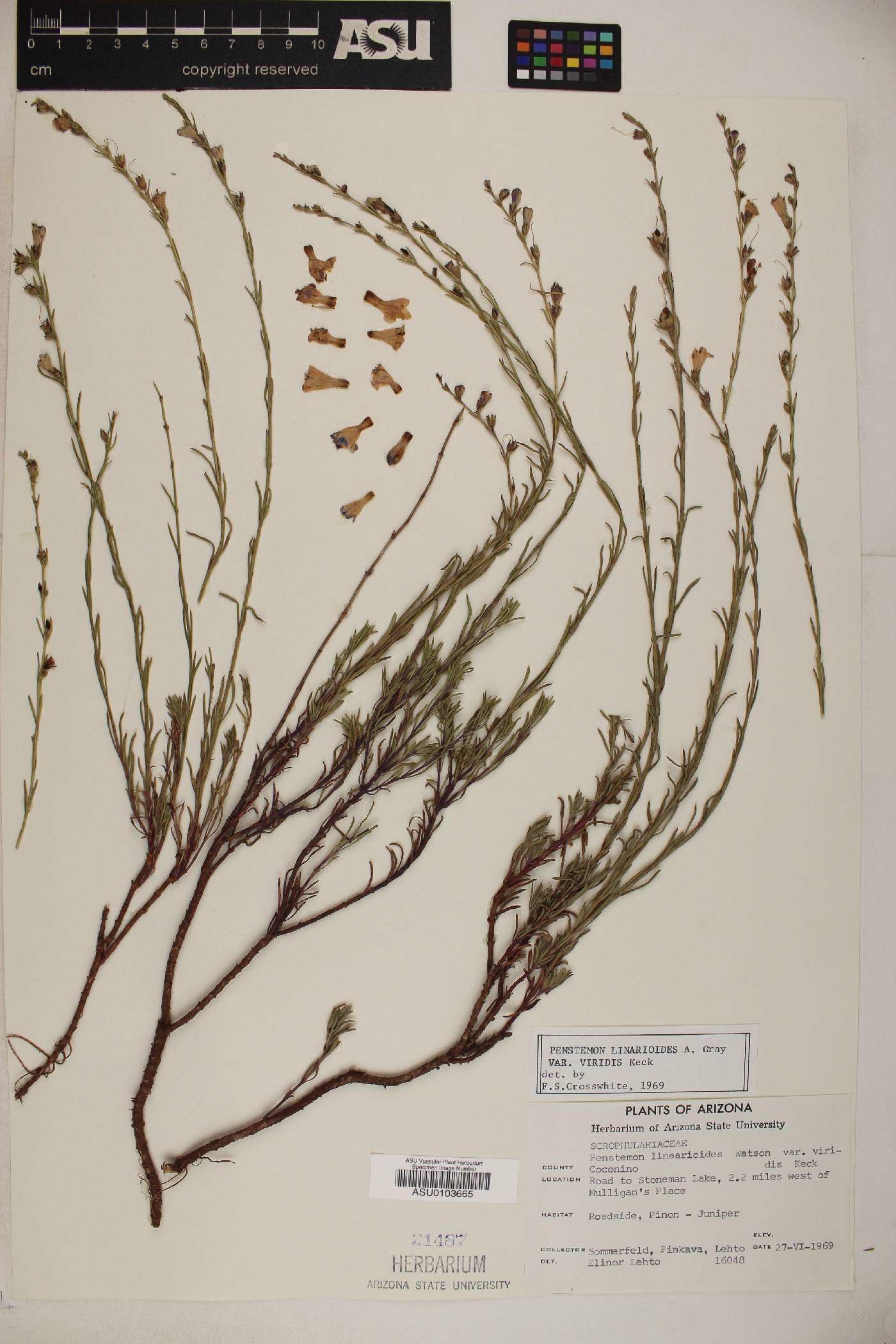 Penstemon linarioides ssp. sileri image