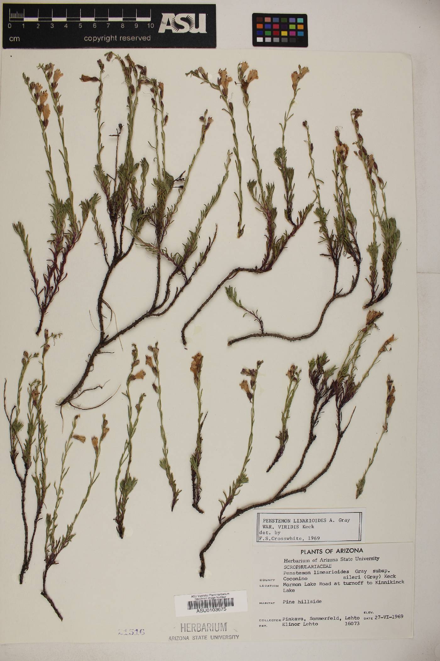 Penstemon linarioides ssp. sileri image