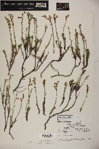 Penstemon linarioides ssp. sileri image