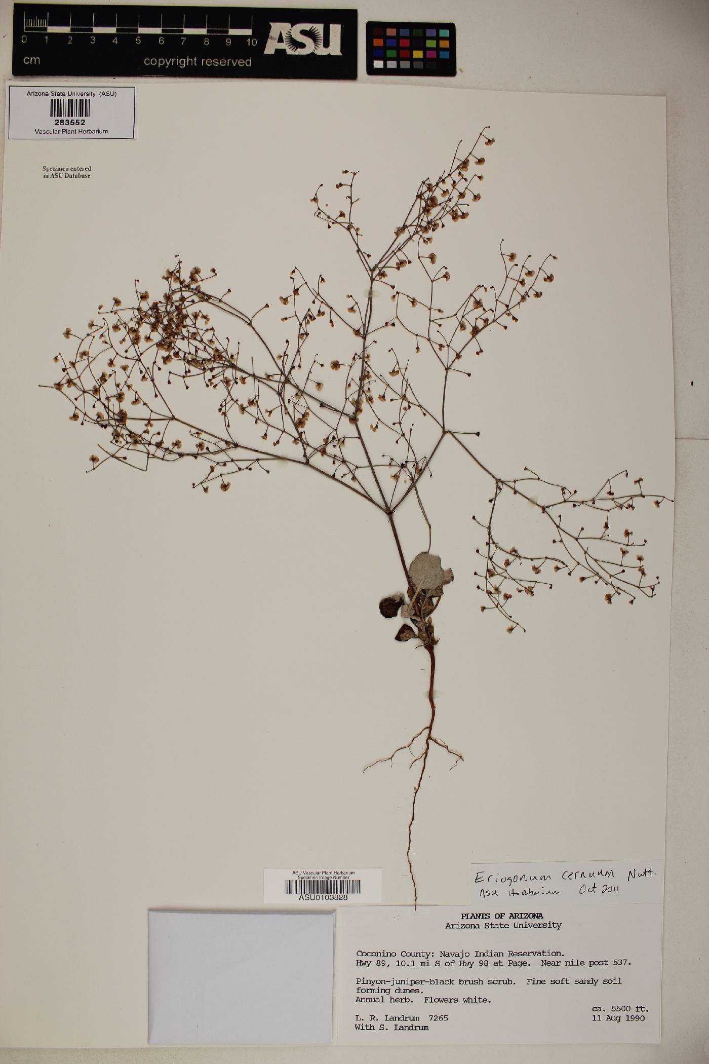 Eriogonum cernuum image