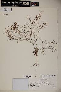 Image of Eriogonum cernuum