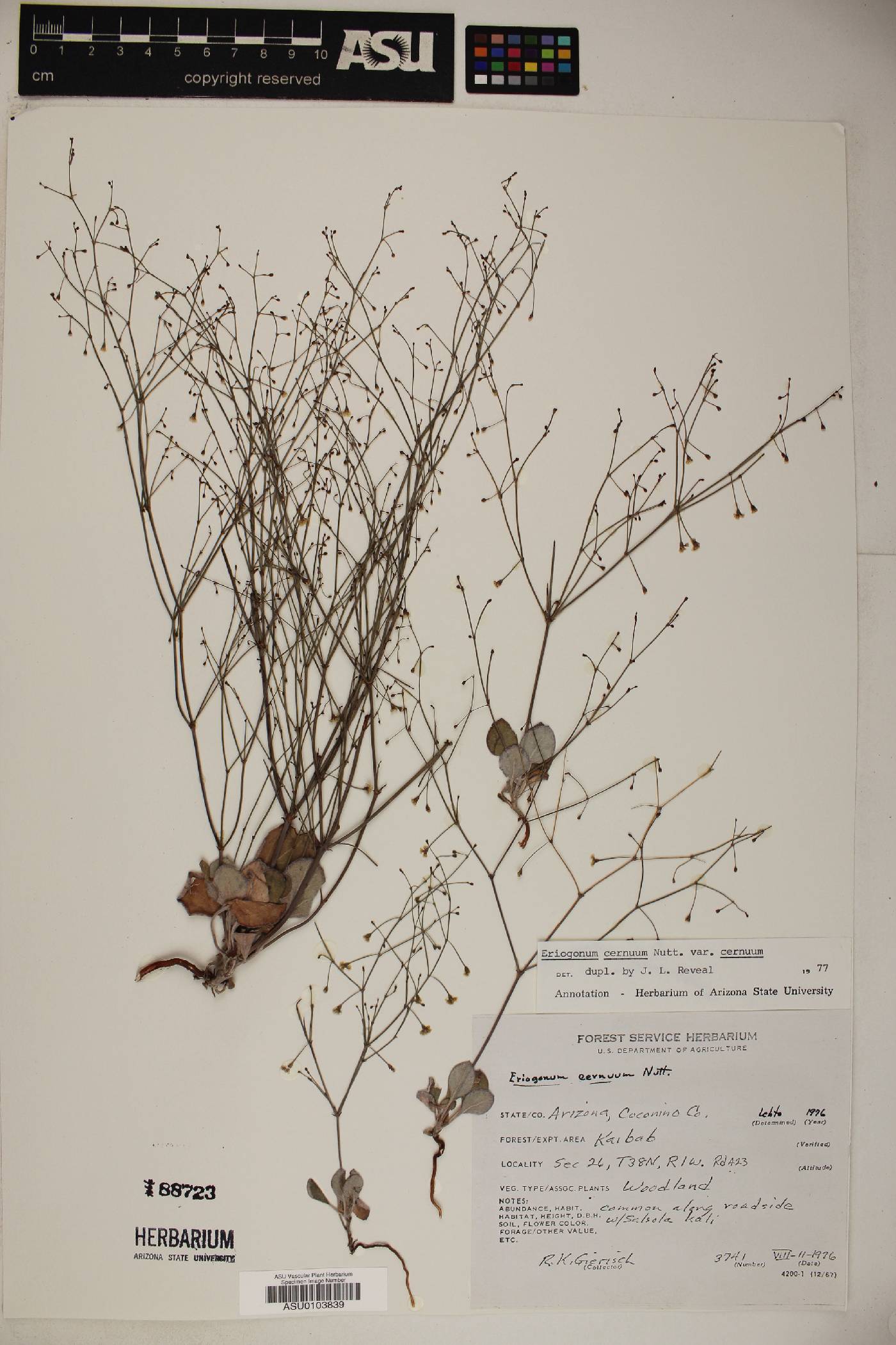 Eriogonum cernuum image