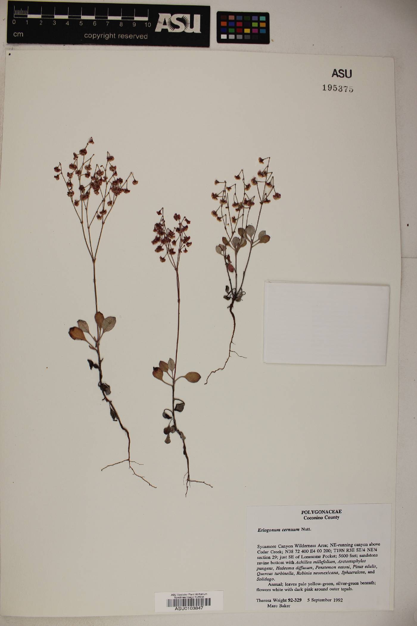 Eriogonum cernuum image