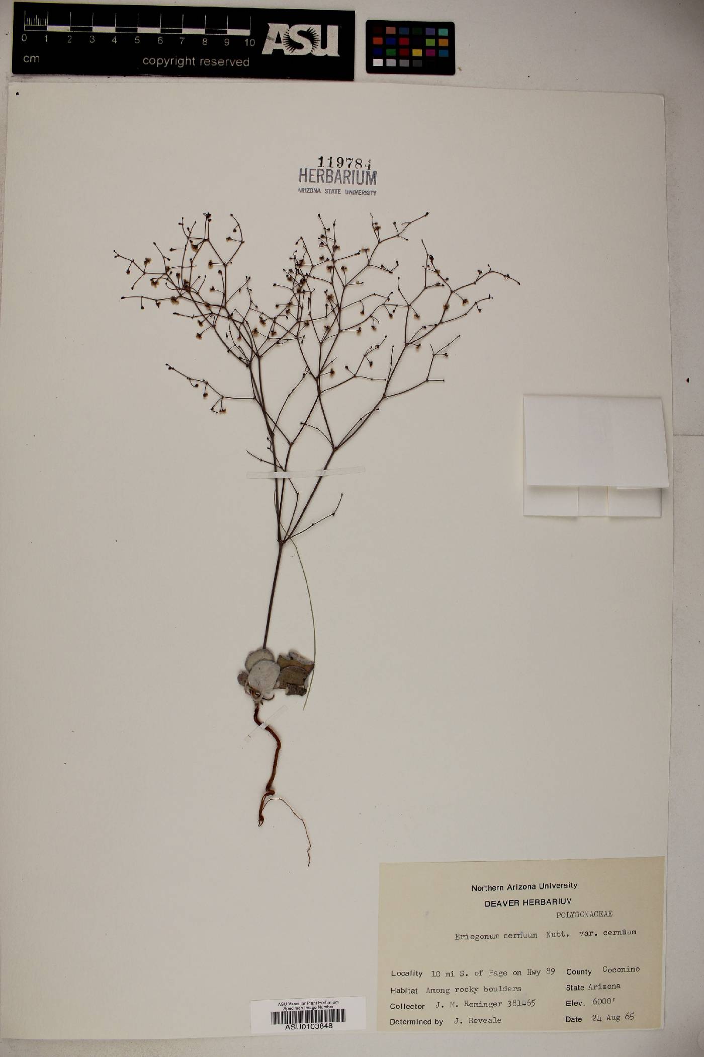 Eriogonum cernuum image