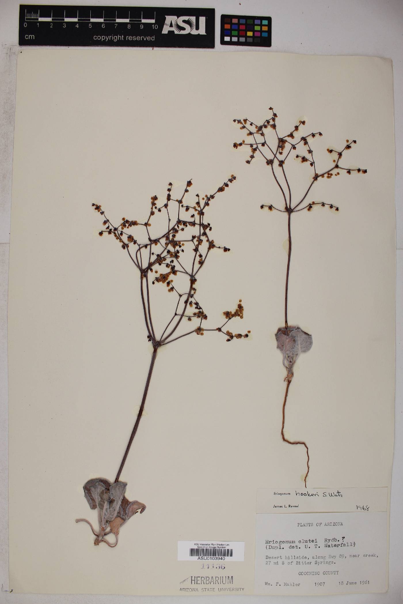 Eriogonum hookeri image