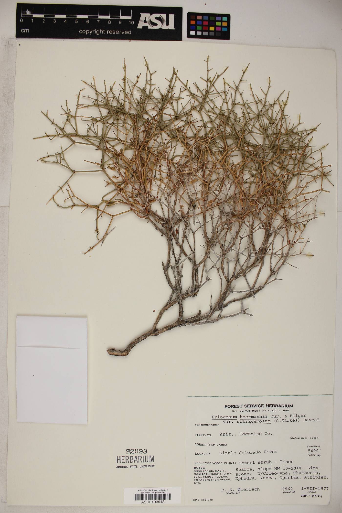 Eriogonum heermannii var. subracemosum image