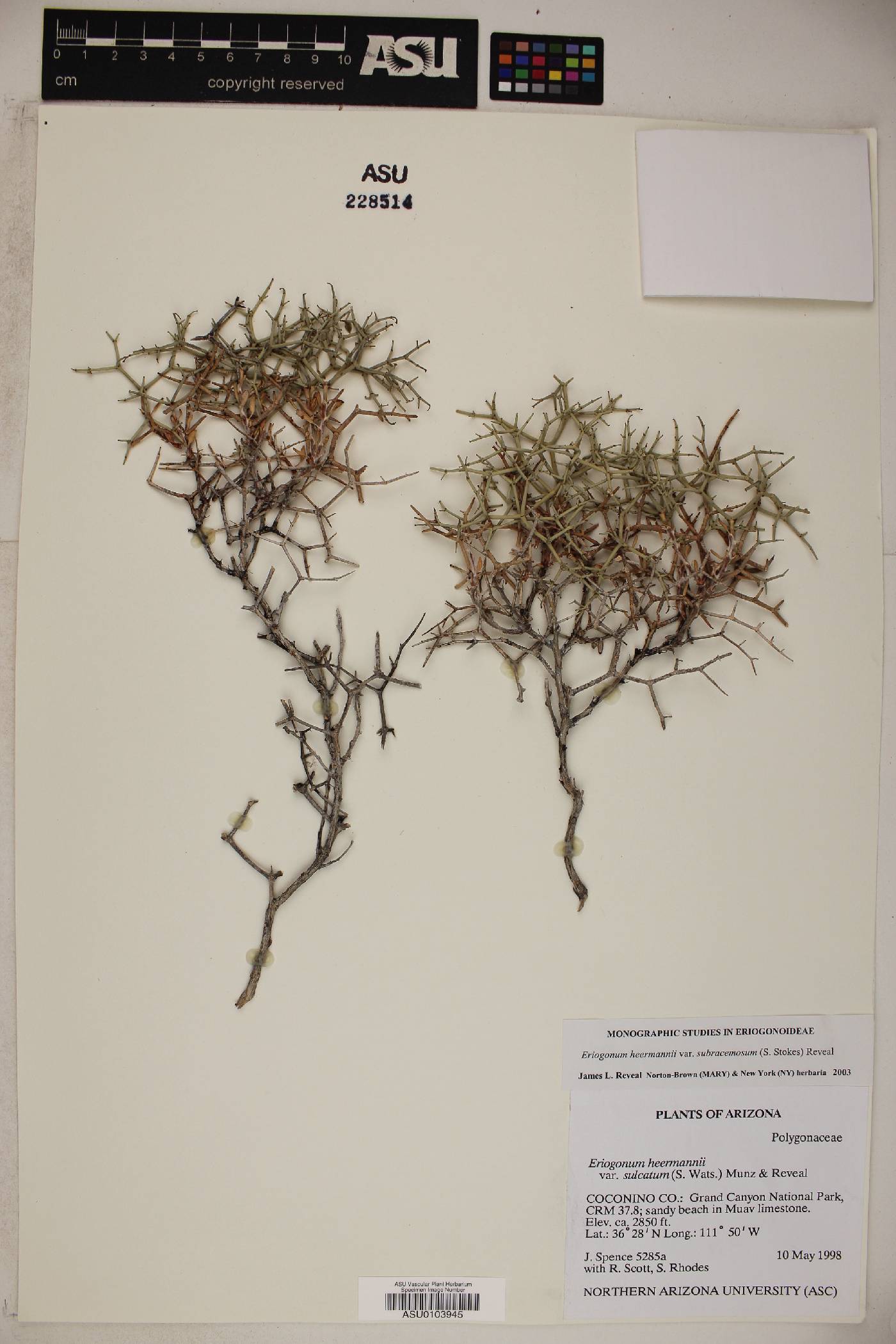 Eriogonum heermannii var. subracemosum image