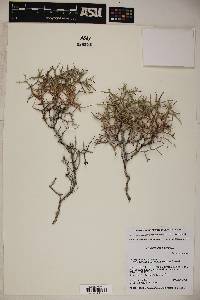 Eriogonum heermannii var. subracemosum image