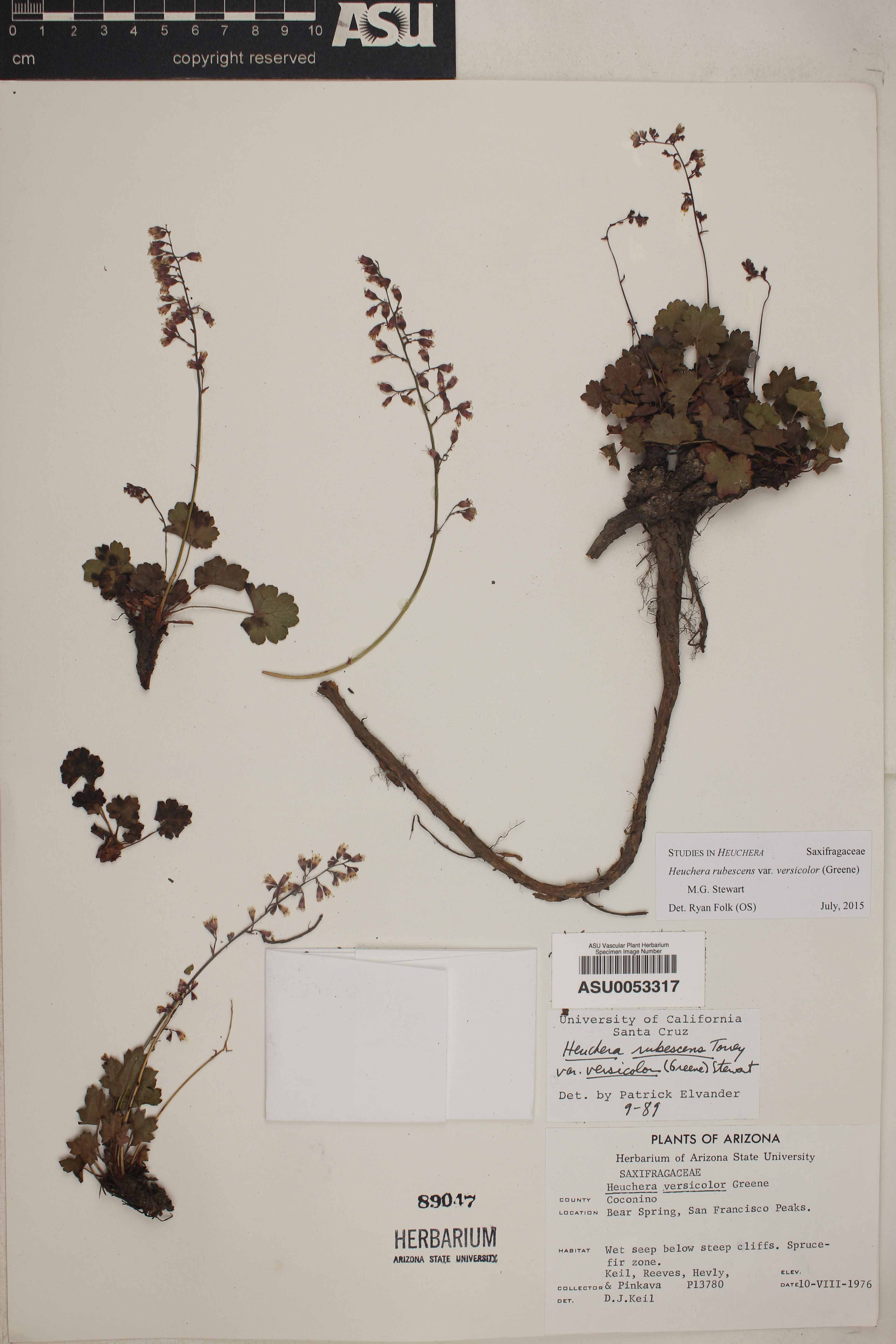 Heuchera rubescens var. versicolor image