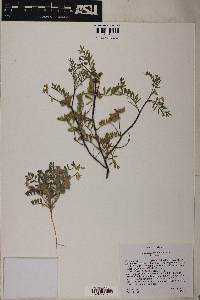 Image of Astragalus sabulonum